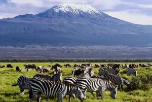 Amboseli National Park trip 3 days visit on safari car 4x4