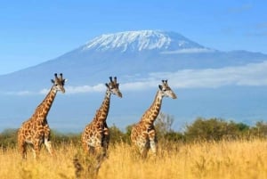 Amboseli National Park: 3-Day Safari with Accommodation