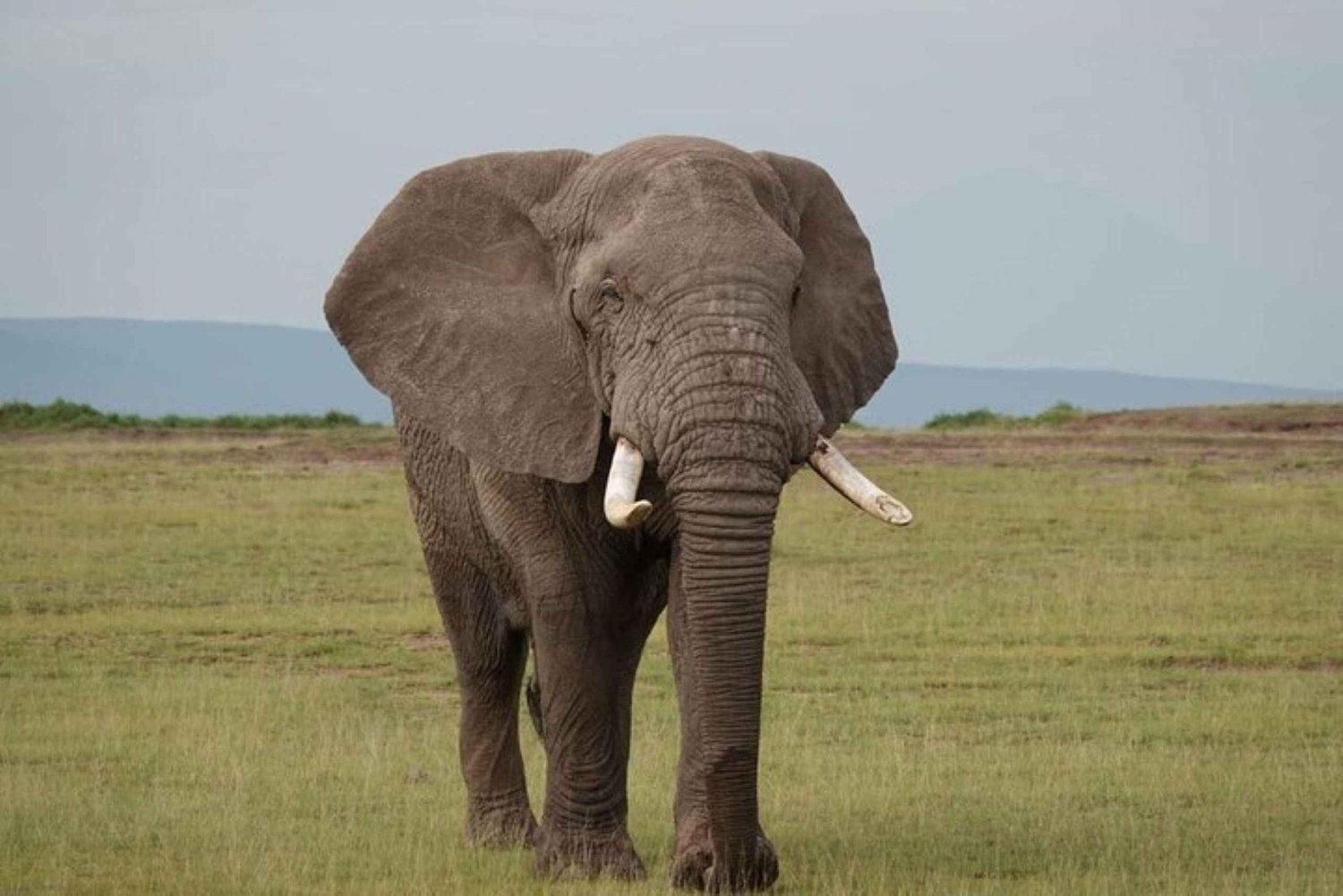 Amboseli Nationalpark dagssafari fra Nairobi med frokost