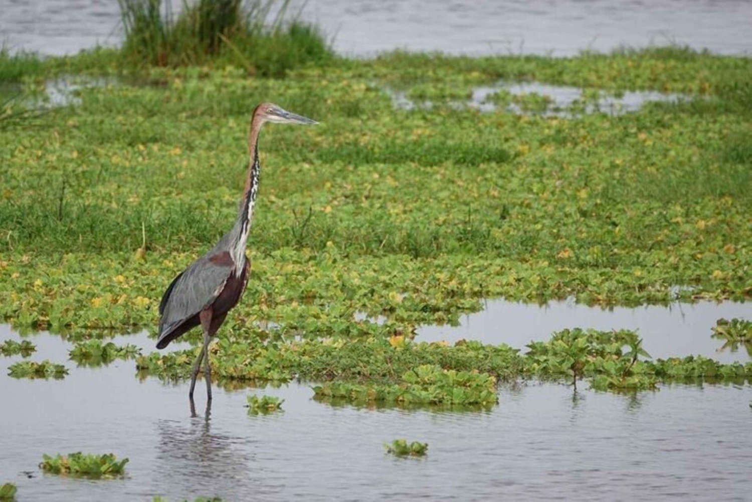 Amboseli National Park Day Safari From Nairobi With Lunch