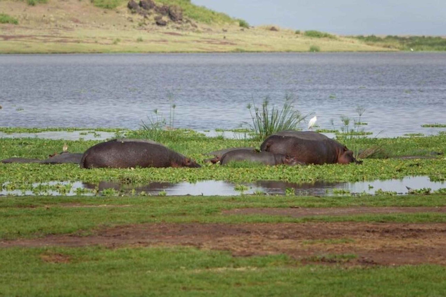 Amboseli National Park Day Safari From Nairobi With Lunch