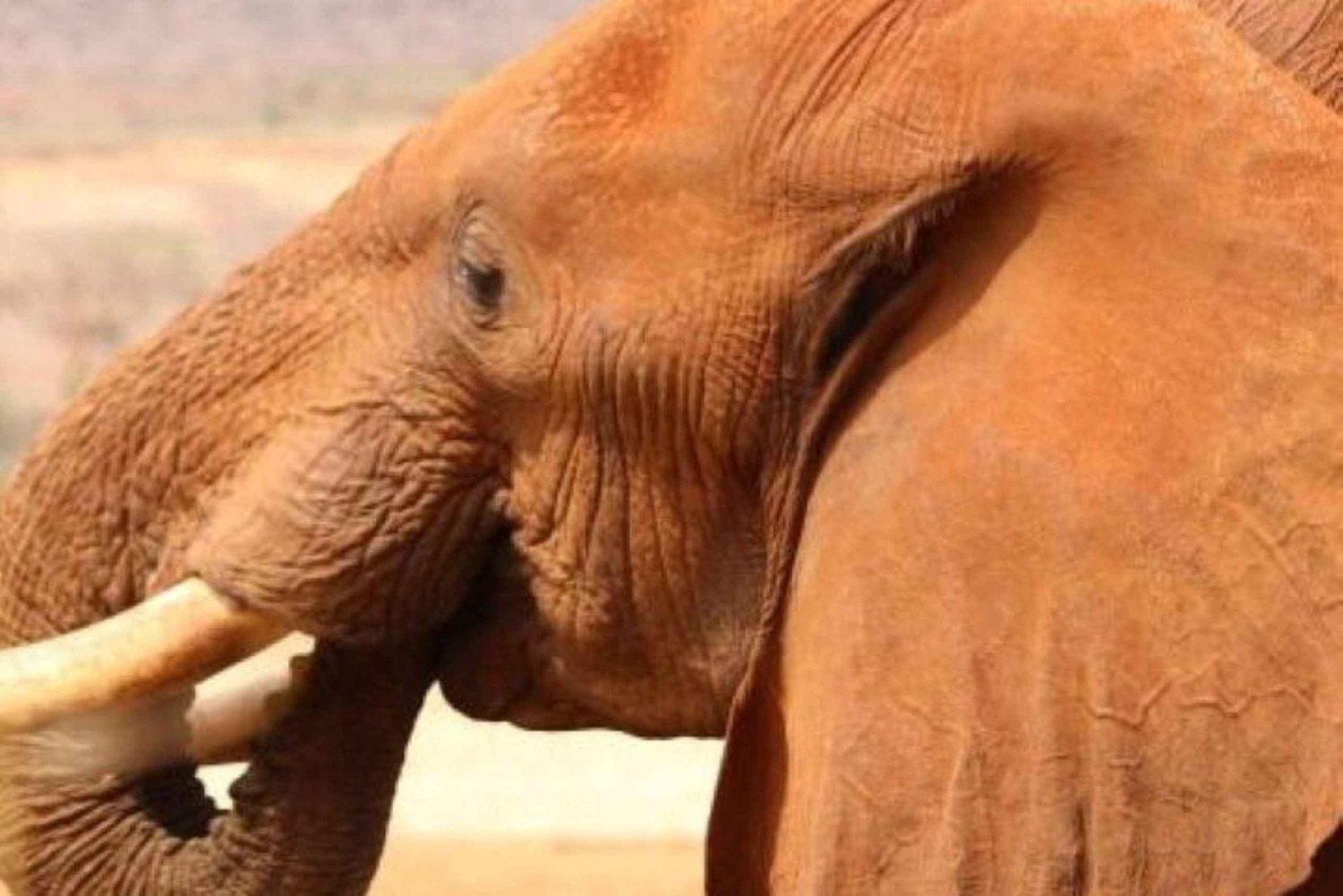 Amboseli National Park Day Safari From Nairobi With Lunch