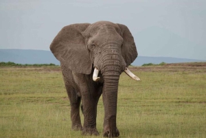 Amboseli National Park Day Safari From Nairobi With Lunch