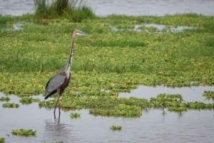 Amboseli National Park Day Safari From Nairobi With Lunch