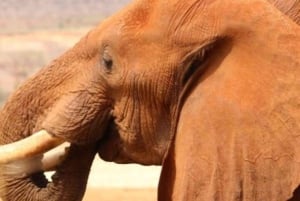 Amboseli National Park Day Safari From Nairobi With Lunch