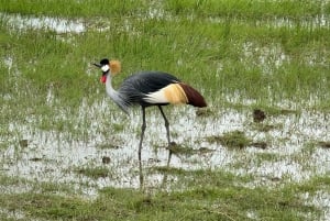 Nairobi: Amboselin kansallispuiston päiväkierros ja Maasai-kylä