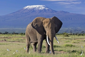 Amboseli national park day tour from Nairobi.