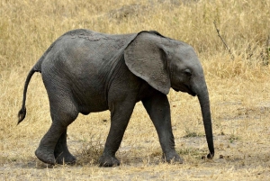 Amboseli national park day trip from Nairobi