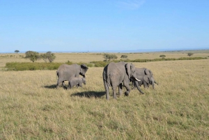 Amboseli national park day trip from Nairobi