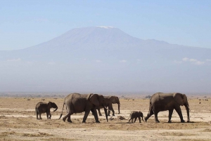 Amboseli national park day trip from Nairobi