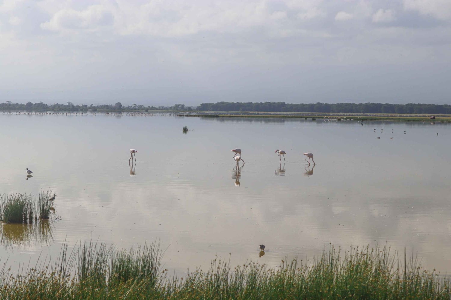 Amboseli National Park: Daytrip from Nairobi in a 4X4 Jeep