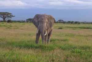 Amboseli National Park: Daytrip from Nairobi in a 4X4 Jeep