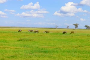 Amboseli National Park: Daytrip from Nairobi in a 4X4 Jeep