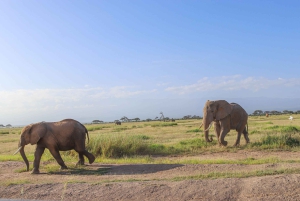 Amboseli National Park: Daytrip from Nairobi in a 4X4 Jeep