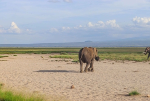 Amboseli National Park: Daytrip from Nairobi in a 4X4 Jeep