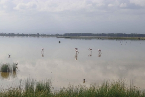 Parque Nacional de Amboseli: Excursão de um dia a partir de Nairobi num jipe 4X4