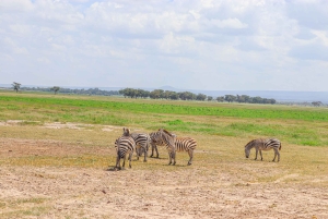 Parque Nacional de Amboseli: Excursão de um dia a partir de Nairobi num jipe 4X4