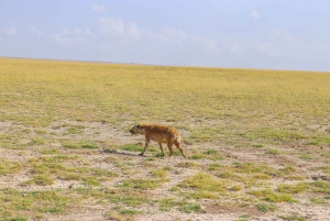Parque Nacional de Amboseli: Excursão de um dia a partir de Nairobi num jipe 4X4