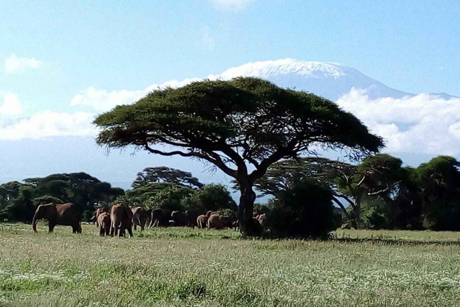 Amboseli National Park: Heldagstur fra Nairobi