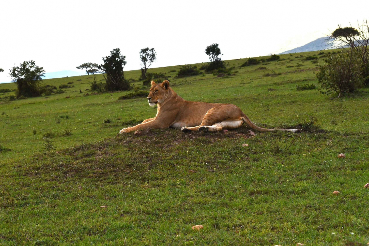 Amboseli nationalpark heldagstur från Nairobi