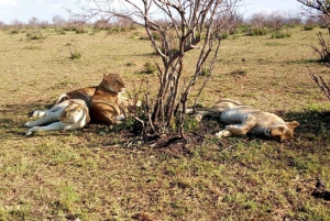 Amboseli-Nationalpark: Ganztagestour ab Nairobi