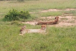Amboseli-Nationalpark: Ganztagestour ab Nairobi