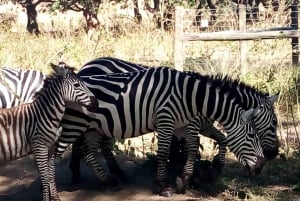 Amboseli-Nationalpark: Ganztagestour ab Nairobi