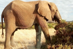 Parc national d'Amboseli : Visite d'une jounée au départ de Nairobi