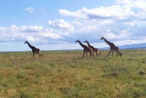 Parc national d'Amboseli : Visite d'une jounée au départ de Nairobi