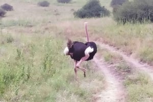 Amboseli-Nationalpark: Ganztagestour ab Nairobi