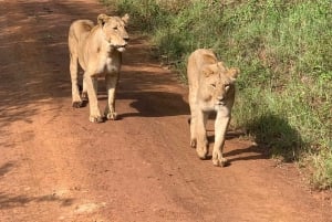 Amboseli-Nationalpark: Ganztagestour ab Nairobi