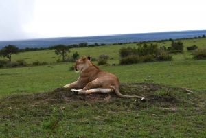 Tour di un giorno del Parco Nazionale di Amboseli con partenza da Nairobi