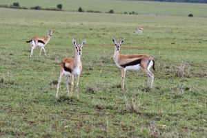 Visite d'une jounée du parc national d'Amboseli au départ de Nairobi