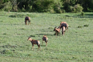 Amboselin kansallispuisto kokopäiväretki Nairobista käsin