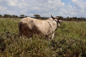 Amboseli National Park dagvullende tour vanuit Nairobi