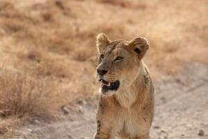 Parc national d'Amboseli : Visite d'une jounée depuis Nairobi