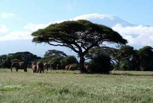 Amboseli National Park: Full-Day Tour from Nairobi