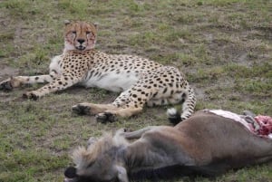 Amboseli National Park: Full-Day Tour from Nairobi