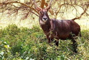 Amboseli National Park: Full-Day Tour from Nairobi