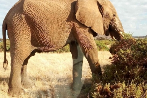 Amboseli National Park: Full-Day Tour from Nairobi