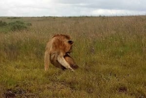 Amboseli National Park: Full-Day Tour from Nairobi