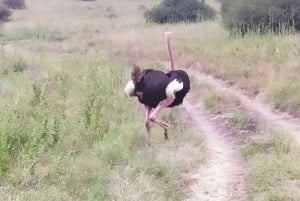 Amboseli National Park: Full-Day Tour from Nairobi