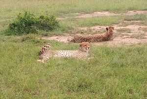 Parque Nacional Amboseli: Tour de día completo desde Nairobi
