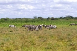 Parque Nacional Amboseli: Tour de día completo desde Nairobi
