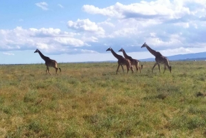 Parque Nacional Amboseli: Tour de día completo desde Nairobi