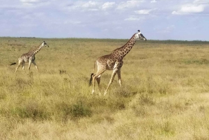 Parque Nacional Amboseli: Tour de día completo desde Nairobi