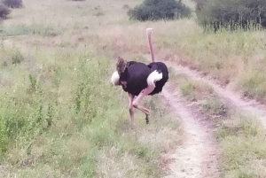 Parque Nacional Amboseli: Tour de día completo desde Nairobi