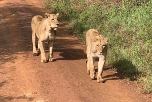 Parque Nacional Amboseli: Tour de día completo desde Nairobi