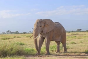 Parc national d'Amboseli : Excursion d'une journée depuis Nairobi en 4X4