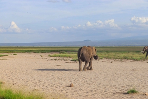 Amboselin kansallispuisto: Nairobista 4X4-vaunulla.